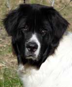 Photo Landseer Eliott pris pour modle pour le portrait